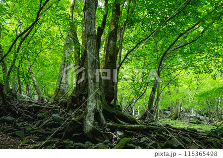 もののけ姫なような木霊の住む深い緑の森と古木 もののけ姫なような木霊の住む深い緑の森と古木 118365498