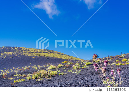 【静岡県】富士山 御殿場口登山道のフジアザミと双子山に登る登山者を遠望 【静岡県】富士山 御殿場口登山道のフジアザミと双子山に登る登山者を遠望 118365508