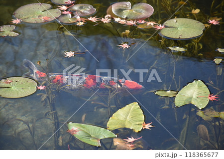 名もなき池（通称モネの池） 118365677