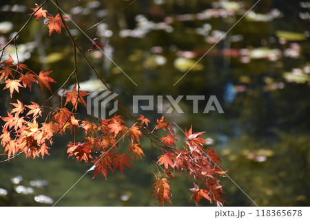 名もなき池（通称モネの池） 118365678