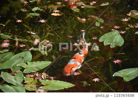 名もなき池（通称モネの池） 118365686