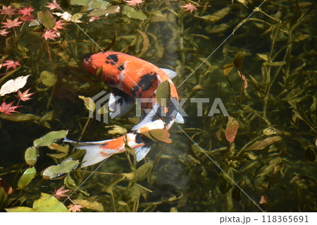 名もなき池(通称モネの池) 名もなき池(通称モネの池) 118365691