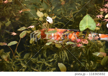 名もなき池(通称モネの池) 名もなき池(通称モネの池) 118365692