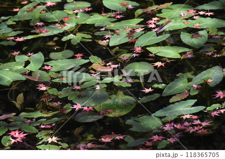 名もなき池（通称モネの池） 118365705