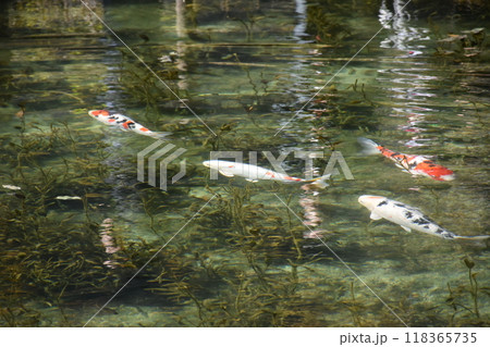 名もなき池（通称モネの池） 118365735