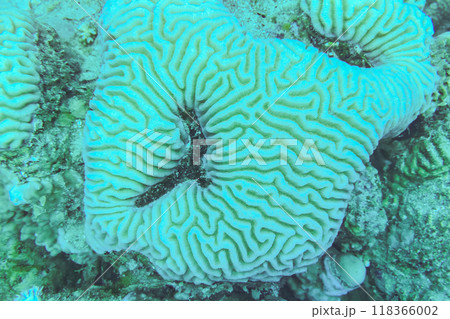 Colpophyllia natans - (Boulder Brain Coral), undersea macro photography Faviidae 118366002