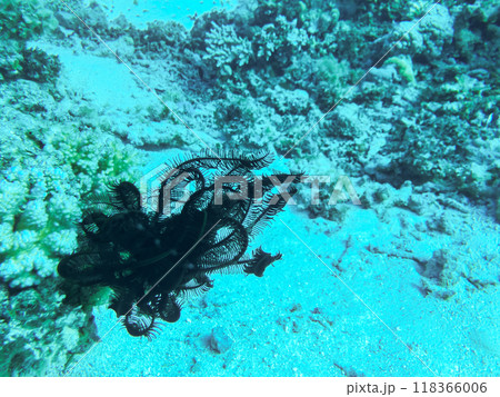 Black feather star on the coral reef Crinoidea Black feather star on the coral reef Crinoidea 118366006