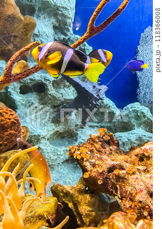 Lovely juvenile Yellowtail clownfish (Amphiprion clarkii) in Beautiful Sea Anemones Lovely juvenile Yellowtail clownfish (Amphiprion clarkii) in Beautiful Sea Anemones 118366008