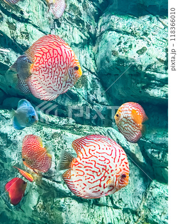 Discus (Symphysodon) fish swimming underwater in aquarium 118366010