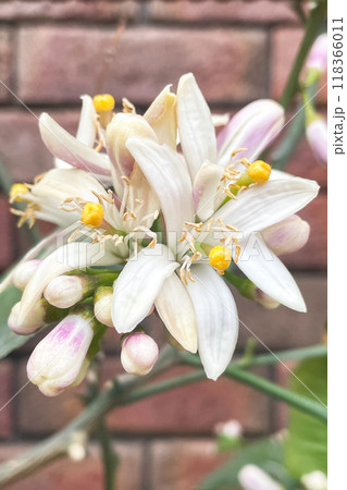 Lemon flower on the tree with blurred flowers background 118366011
