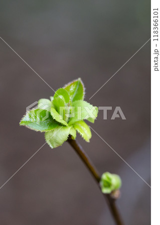 Spring has come, the first green. Nature wakes up. Dissolve the first leaves on the branches. Green house on the windowsill. Warm days. Spring has come, the first green. Nature wakes up. Dissolve the first leaves on the branches. Green house on the windowsill. Warm days. 118366101