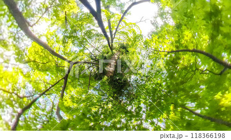 360度写真 リトルプラネットの不思議な世界 光あふれる夏の林間の散策路 360度写真 リトルプラネットの不思議な世界 光あふれる夏の林間の散策路 118366198