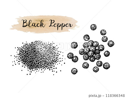 Black pepper ink sketch. Black pepper ink sketch. 118366348