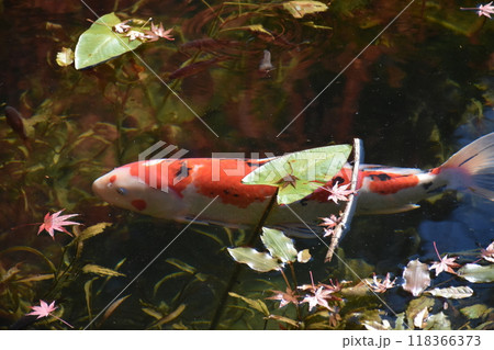 名もなき池(通称モネの池) 名もなき池(通称モネの池) 118366373