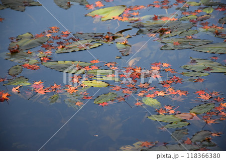 名もなき池（通称モネの池） 118366380