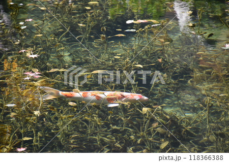 名もなき池(通称モネの池) 名もなき池(通称モネの池) 118366388
