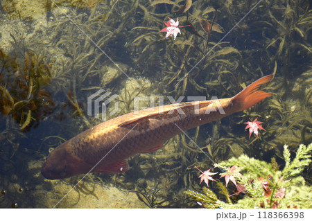 名もなき池(通称モネの池) 名もなき池(通称モネの池) 118366398