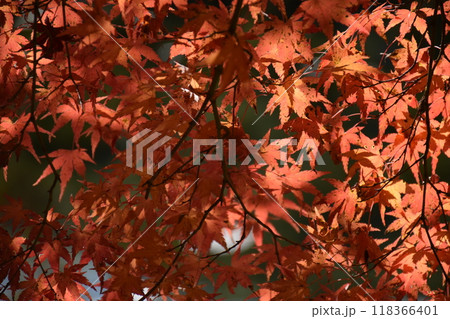 紅葉 紅葉 118366401
