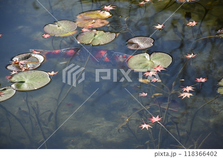 名もなき池（通称モネの池） 118366402