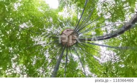360度写真 リトルプラネットの不思議な世界 竹林の散策路 360度写真 リトルプラネットの不思議な世界 竹林の散策路 118366460