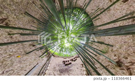 360度写真 リトルプラネットの不思議な世界 竹林の散策路 360度写真 リトルプラネットの不思議な世界 竹林の散策路 118366461