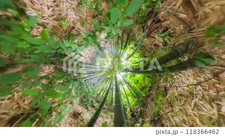 360度写真 リトルプラネットの不思議な世界 竹林の散策路 360度写真 リトルプラネットの不思議な世界 竹林の散策路 118366462