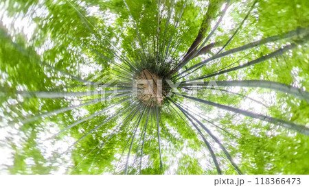 360度写真　リトルプラネットの不思議な世界　竹林の散策路 118366473