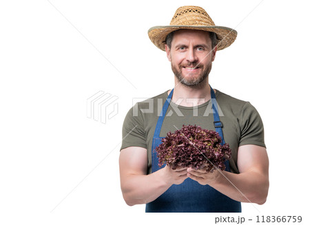 man in apron and hat with lettuce vegetable isolated on white with cpy space man in apron and hat with lettuce vegetable isolated on white with cpy space 118366759