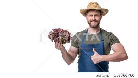 greengrocer in apron and hat with lettuce vegetable isolated on white. thumb up greengrocer in apron and hat with lettuce vegetable isolated on white. thumb up 118366760