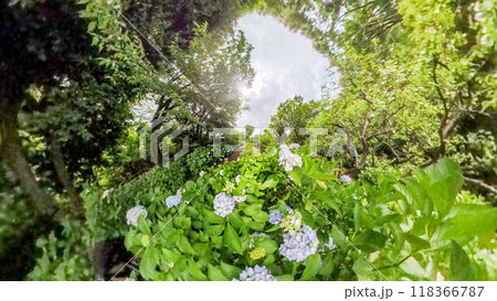 360度写真 リトルプラネットの不思議な世界 アジサイの花園 360度写真 リトルプラネットの不思議な世界 アジサイの花園 118366787