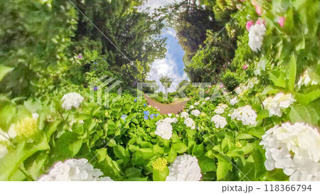 360度写真　リトルプラネットの不思議な世界　アジサイの花園 118366794