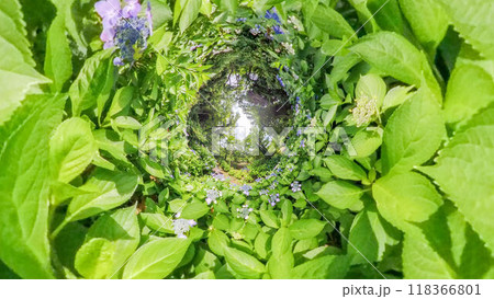 360度写真 リトルプラネットの不思議な世界 アジサイの花園 360度写真 リトルプラネットの不思議な世界 アジサイの花園 118366801