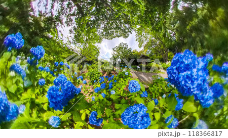 360度写真 リトルプラネットの不思議な世界 アジサイの花園 360度写真 リトルプラネットの不思議な世界 アジサイの花園 118366817