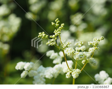 セイヨウナツユキソウの花 セイヨウナツユキソウの花 118366867
