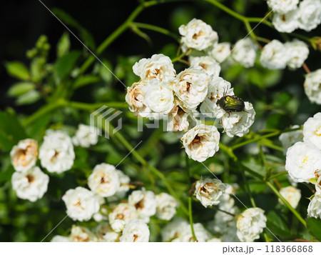 白いバラの花に止まったアオハナムグリ 白いバラの花に止まったアオハナムグリ 118366868