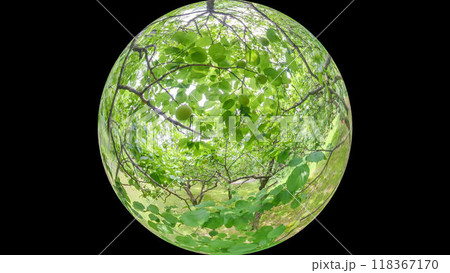 360度写真 クリスタルボールの不思議な世界 たわわに実った梅の実 360度写真 クリスタルボールの不思議な世界 たわわに実った梅の実 118367170