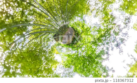 360度写真 リトルプラネットの不思議な世界 竹林の散策路 360度写真 リトルプラネットの不思議な世界 竹林の散策路 118367312