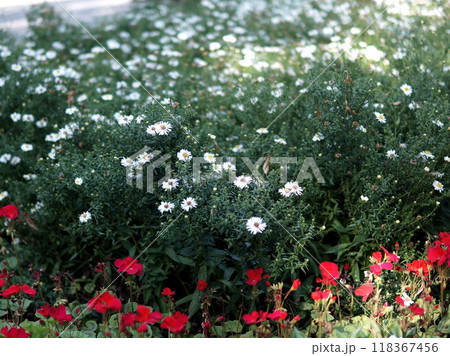 flowers of the gardens 118367456