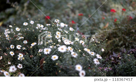 wild flowers of the grass 118367457