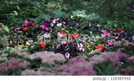beautiful flowers in the garden beautiful flowers in the garden 118367458