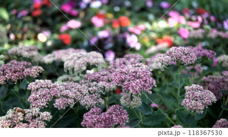 beautiful lilac in the garden 118367530