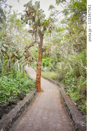 Trail by giant opuntias (Opuntia galapageia) on Santa Cruz Island, Galapagos National Park, Ecuador. 118367561