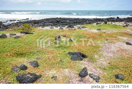 Pristine beach on Santa Cruz Island, Galapagos Islands, Ecuador. Pristine beach on Santa Cruz Island, Galapagos Islands, Ecuador. 118367564