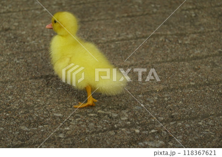 The ducklings and the mother duck went out to find food on the farm. The ducklings and the mother duck went out to find food on the farm. 118367621