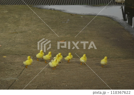 The ducklings and the mother duck went out to find food on the farm. The ducklings and the mother duck went out to find food on the farm. 118367622
