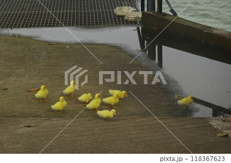 The ducklings and the mother duck went out to find food on the farm. The ducklings and the mother duck went out to find food on the farm. 118367623