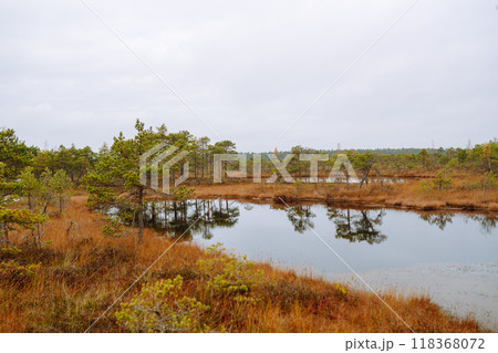 Scenic view of wooden trail through wetlands. Hiking trail for active recreation. 118368072