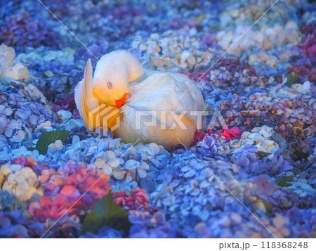 ピンク色の花を前に泳ぐアヒル 118368248