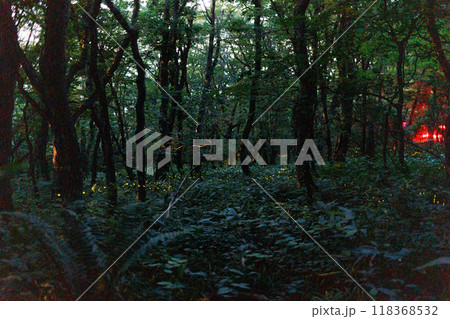 折爪岳のヒメボタル(岩手県) 折爪岳のヒメボタル(岩手県) 118368532