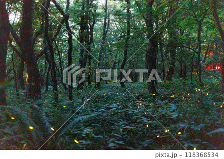 折爪岳のヒメボタル(岩手県) 折爪岳のヒメボタル(岩手県) 118368534